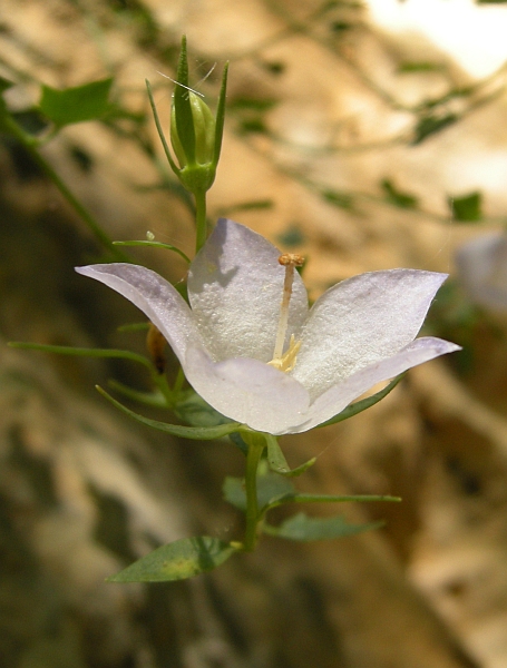 Campanula fragilis subsp. cavolinii / Campanula napoletana